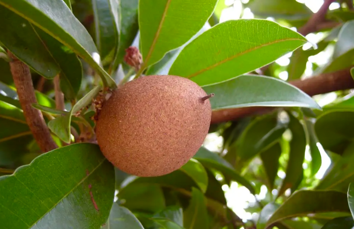 Sapodilla (ea)