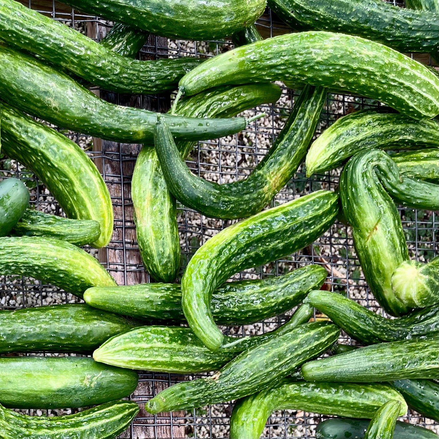 Cucumber, BROKERED (each)