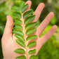 Curry Leaf PF