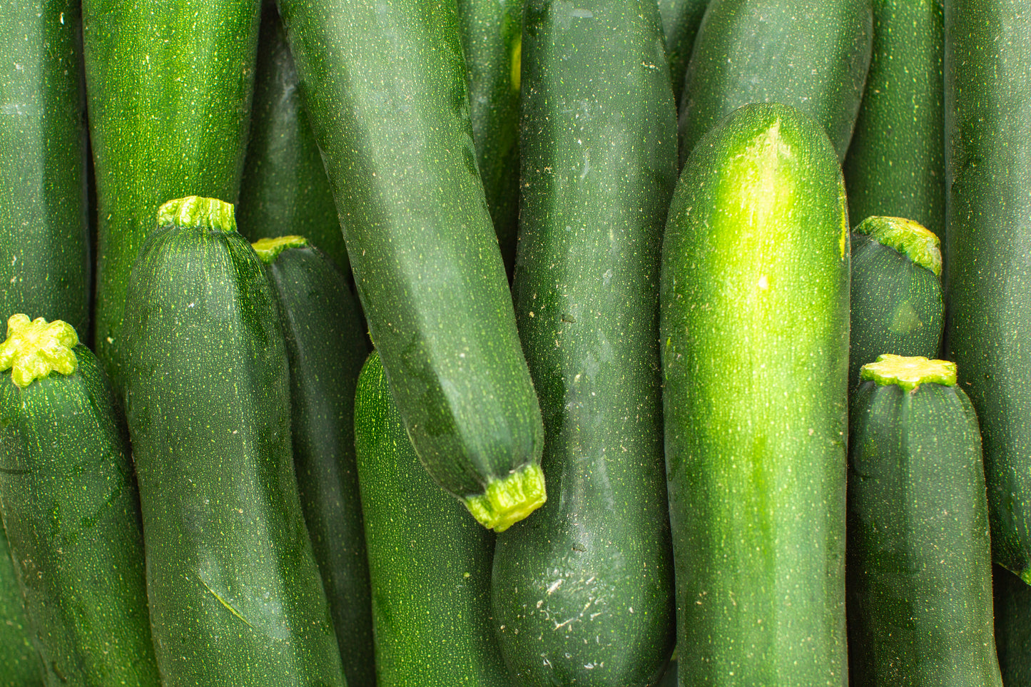 Zucchini Squash (ea)